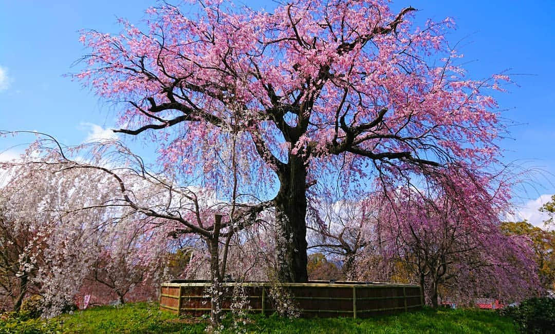 REIKAさんのインスタグラム写真 - (REIKAInstagram)「. 枝下桜🌸 円山公園🌸 . . #京都 #kyoto #cherryblossom #桜 #円山公園 #maruyamapark」4月1日 17時24分 - reika_japan