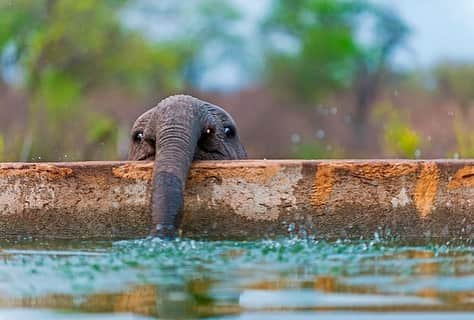 9GAGさんのインスタグラム写真 - (9GAGInstagram)「Dumbo, is that you? - #dumbo #babyelephant #elephant #9gag」4月1日 17時26分 - 9gag