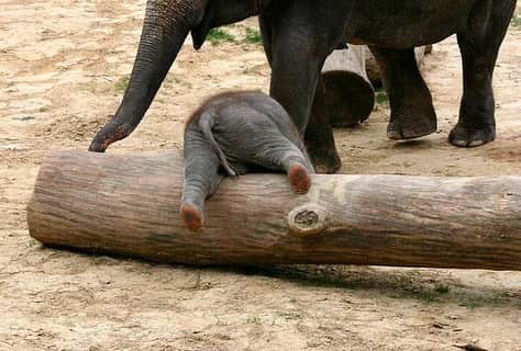 9GAGさんのインスタグラム写真 - (9GAGInstagram)「Dumbo, is that you? - #dumbo #babyelephant #elephant #9gag」4月1日 17時26分 - 9gag