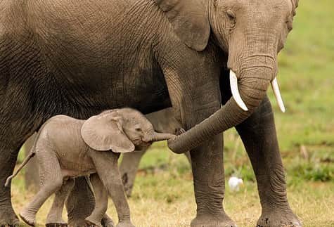 9GAGさんのインスタグラム写真 - (9GAGInstagram)「Dumbo, is that you? - #dumbo #babyelephant #elephant #9gag」4月1日 17時26分 - 9gag