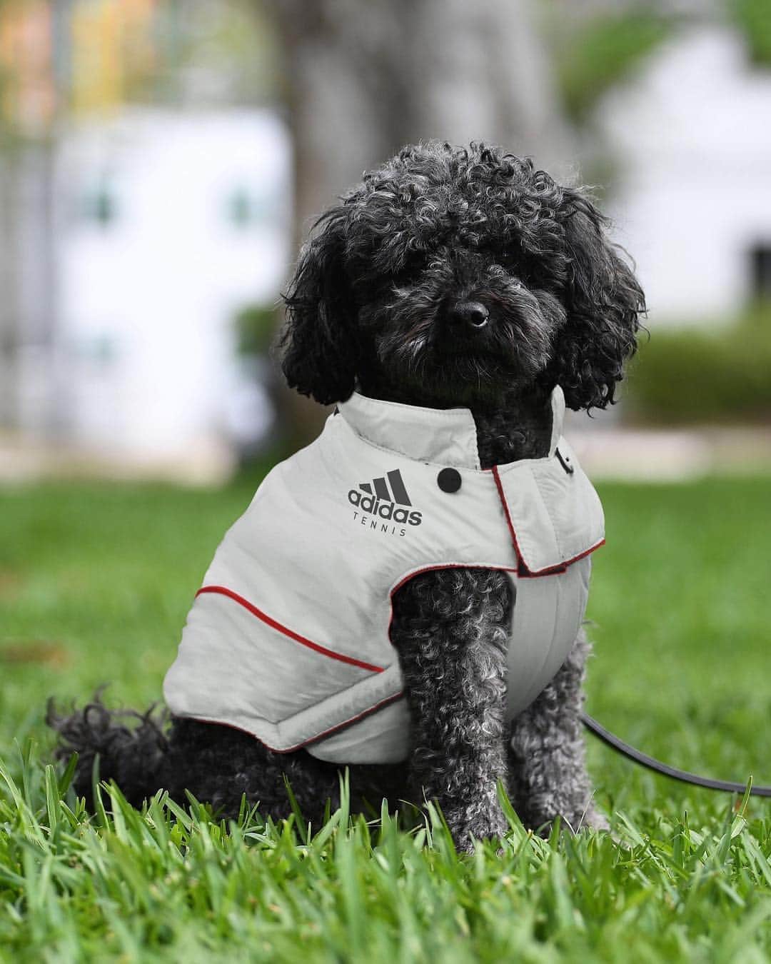 アレクサンダー・ズベレフさんのインスタグラム写真 - (アレクサンダー・ズベレフInstagram)「He’s a natural... Lövik showing off the new @adidastennis doggy jackets 🐶🎾 #HereToCreate #tennis #adidastennis #createdwithadidas」4月1日 17時31分 - alexzverev123