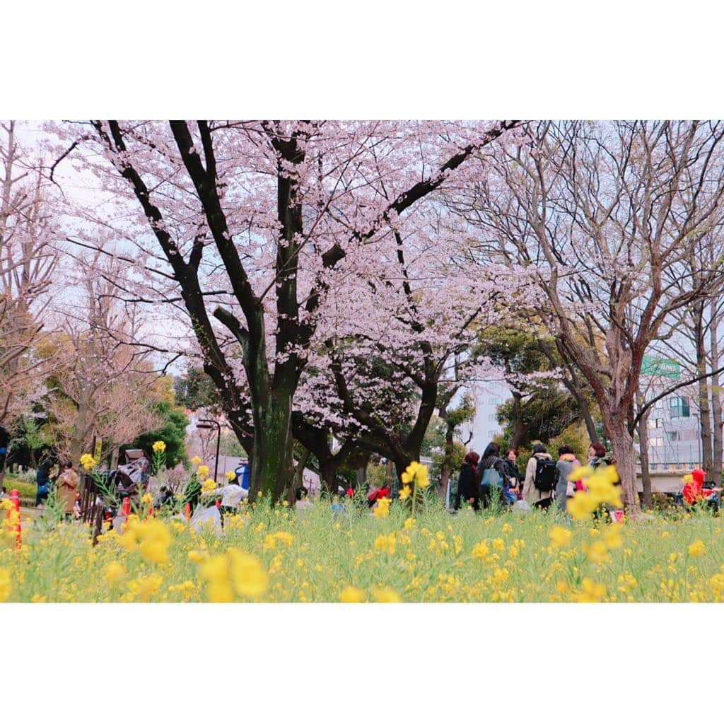 江頭ひなたさんのインスタグラム写真 - (江頭ひなたInstagram)「帰る途中に見つけた桜🌸あ、増上寺よりこっちの方がお花見っぽかった‼️w #お散歩 #桜 #cherryblossom #お花見 #spring #春 #japan #日本 #わんこ #ワンコ #犬バカ部 #パピヨーキー #ミックス犬 #ビションフリーゼ #bichonfrise #japanese #ญี่ปุ่น #Jepun #일본인 #道産子 #モンスト女子」4月1日 17時47分 - hinataeto