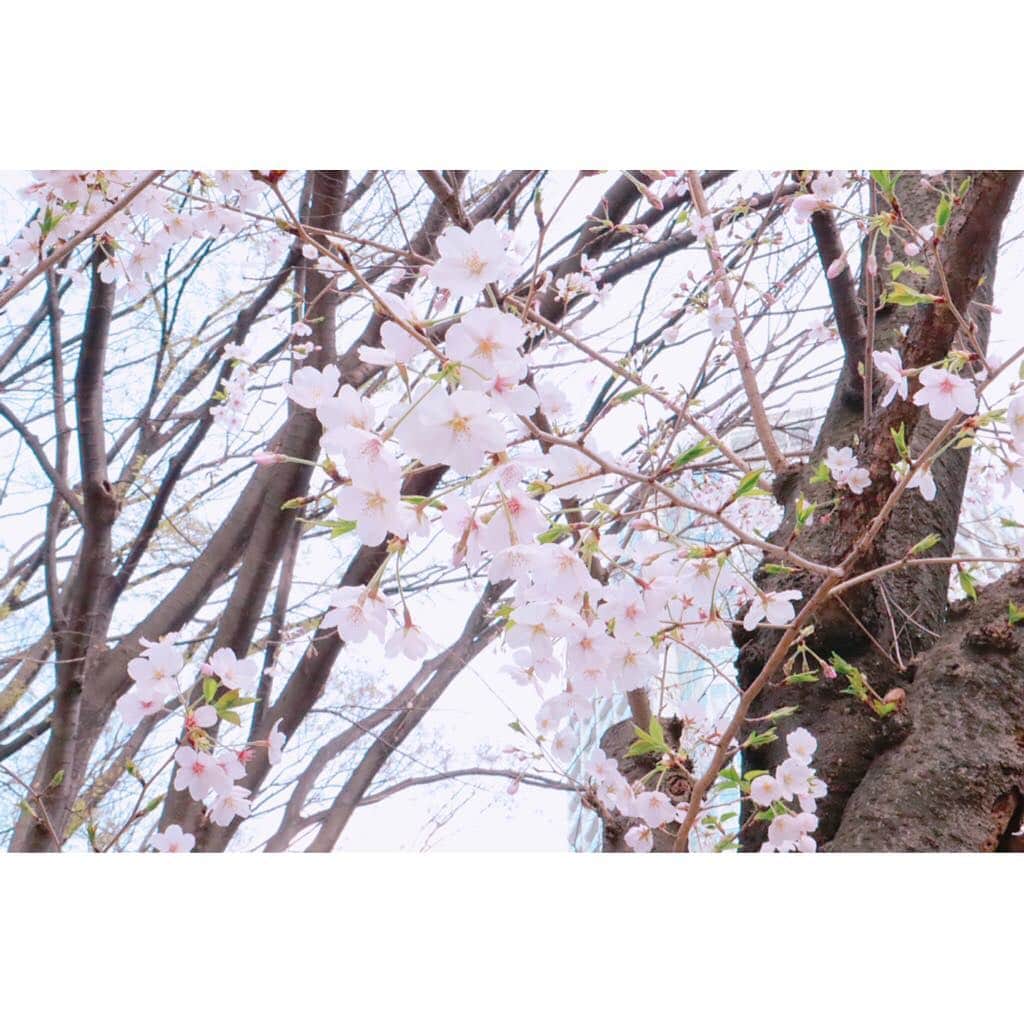 江頭ひなたさんのインスタグラム写真 - (江頭ひなたInstagram)「帰る途中に見つけた桜🌸あ、増上寺よりこっちの方がお花見っぽかった‼️w #お散歩 #桜 #cherryblossom #お花見 #spring #春 #japan #日本 #わんこ #ワンコ #犬バカ部 #パピヨーキー #ミックス犬 #ビションフリーゼ #bichonfrise #japanese #ญี่ปุ่น #Jepun #일본인 #道産子 #モンスト女子」4月1日 17時47分 - hinataeto