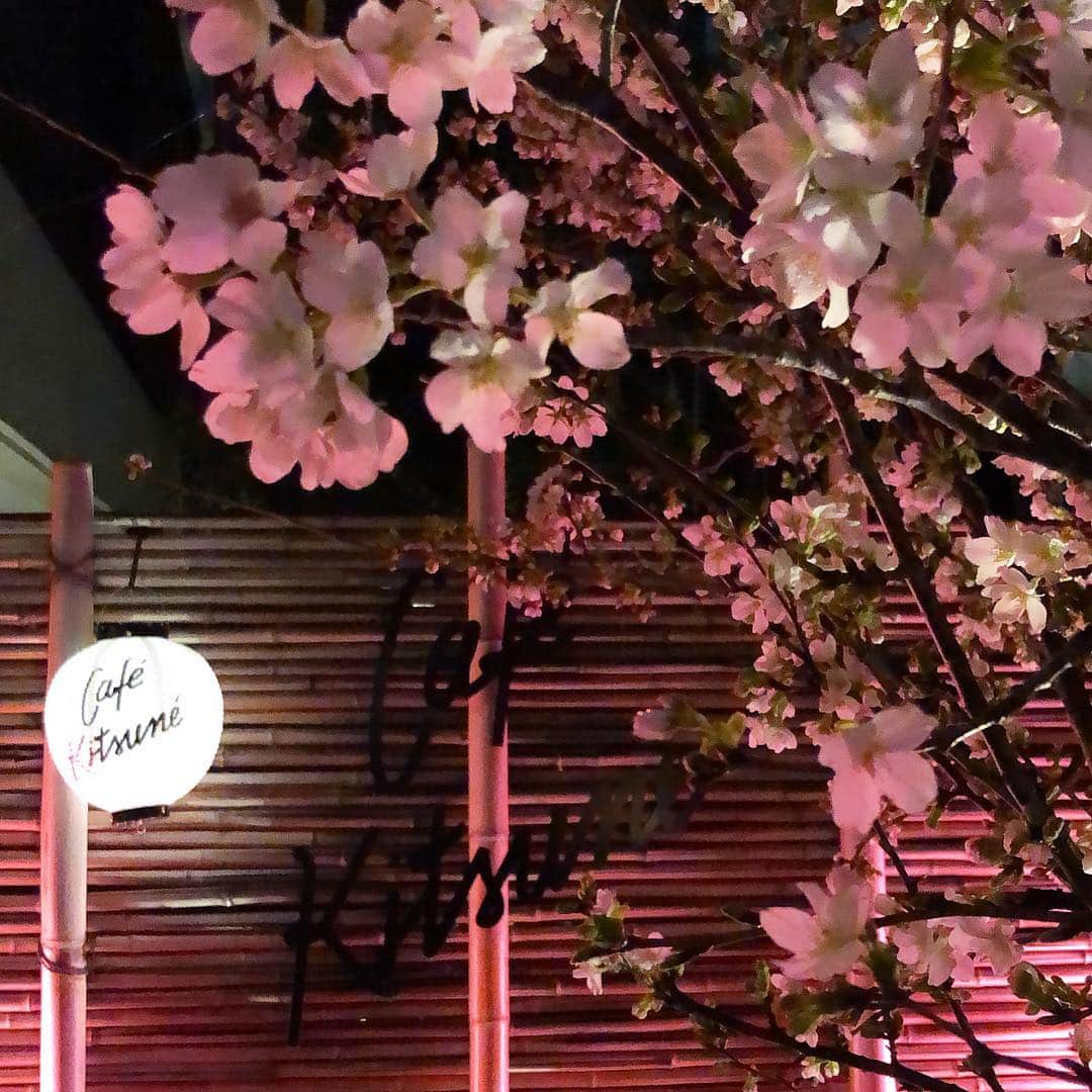 黒木理也さんのインスタグラム写真 - (黒木理也Instagram)「in the mood of sakura #cafekitsune aoyama we open everyday till midnight 🍶🌸🙇🏻‍♂️」4月1日 17時43分 - masayakitsune