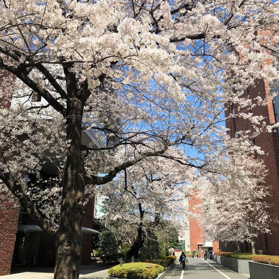 立教大学のグルメインスタ