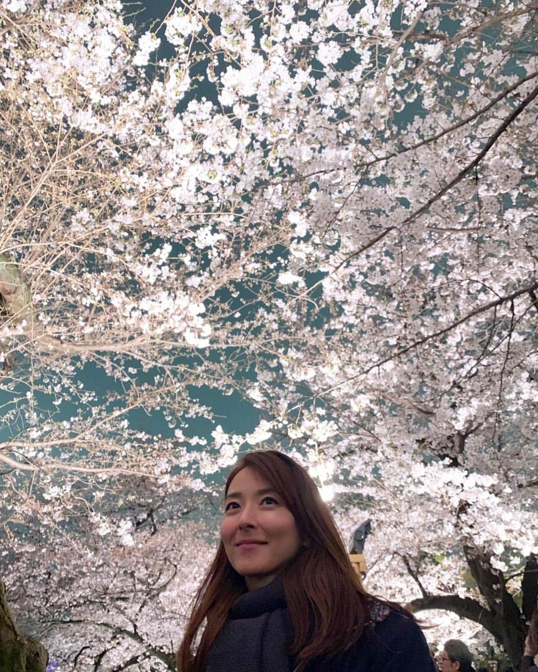 東麻美さんのインスタグラム写真 - (東麻美Instagram)「桜🌸綺麗です。  #2019#桜#夜桜#お花見 #cherryblossom#beautiful#night#love #spring」4月1日 18時04分 - asamihigashi