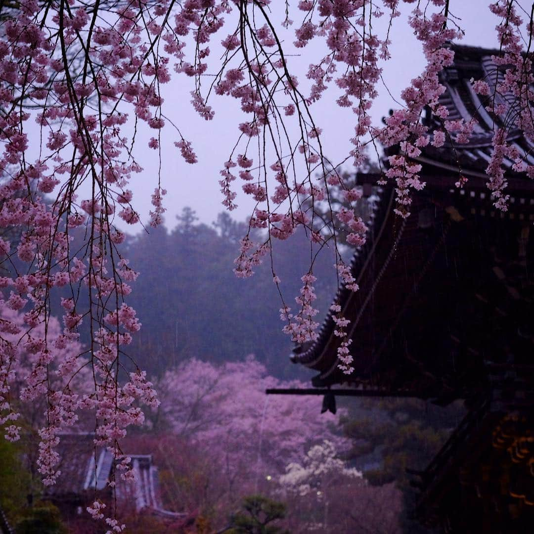 奈良 長谷寺 / nara hasederaさんのインスタグラム写真 - (奈良 長谷寺 / nara hasederaInstagram)「初春の令月にして気淑く風和らぎ、慈雨と成る  The weather was fine during the day, but it began to rain in the evening. It will be a #rainofgrace for the #cherryblossoms .  #長谷寺 #奈良長谷寺 #総本山長谷寺 #花の御寺 #奈良 #hasedera #hasederatemple #temple #japan #japanesetraditional #pilgrimage #nara #tourism #sightseeing #japanesetemple #西国 #西国三十三所 #霊場 #巡礼 #四寺巡礼 #やまとびとツアーズ #長谷寺が好き #うましうるわし奈良 #令和」4月1日 17時59分 - hase_dera