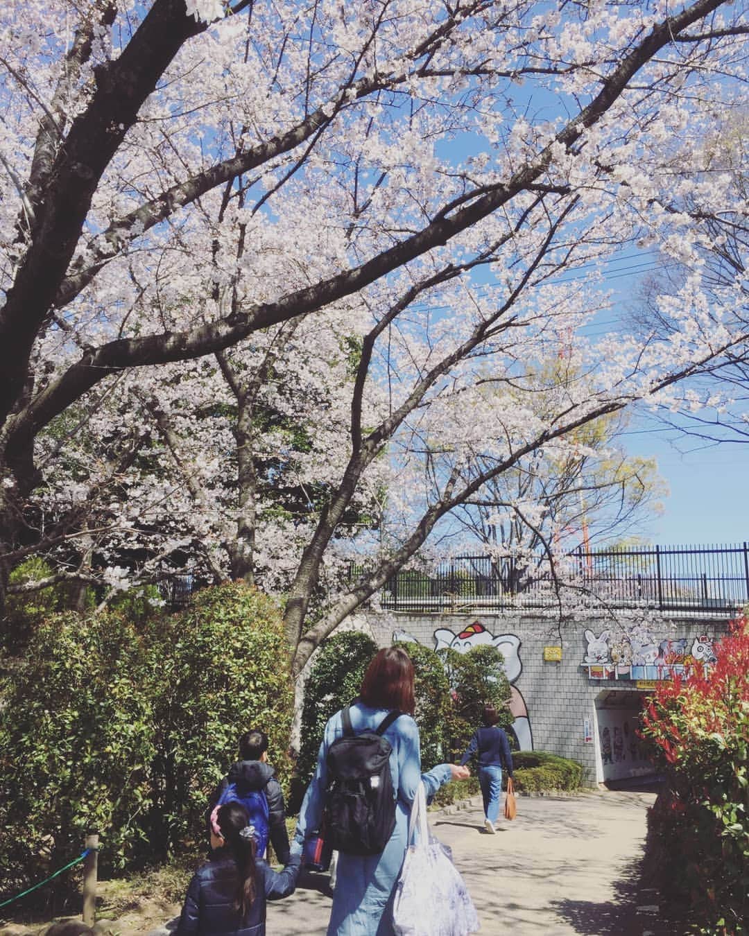 七帆ひかるさんのインスタグラム写真 - (七帆ひかるInstagram)「桜が綺麗でした🌸  #お花見 #桜」4月1日 18時02分 - nanaho.hikaru