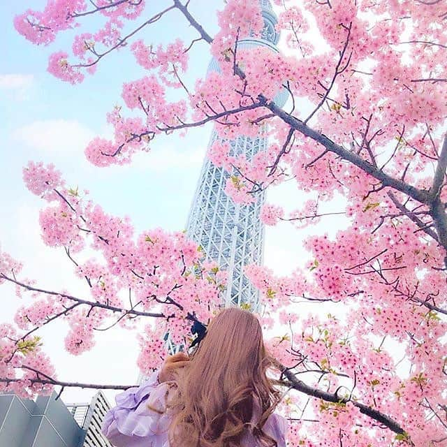 KIREIMOさんのインスタグラム写真 - (KIREIMOInstagram)「. 天気の良い日はお花見に🌸 満開の桜は春限定のフォトスポット📸💓 . repost from @shiodoll . #KIREIMO #キレイモ #脱毛 #全身脱毛 #脱毛サロン  #美容 #美容情報 #美容部 #肌ケア #メイク #コスメ #スキンケア #ボディケア  #写活 #映えスポット #フォトジェニック #桜🌸 #桜満開 #カメラ女子 #女子力向上委員会 #素敵女子project #美容好き #花のある生活 #さくら🌸  #ピンク好き #桜 #春の訪れ #ガーリー #お花見」4月1日 18時13分 - kireimo_official