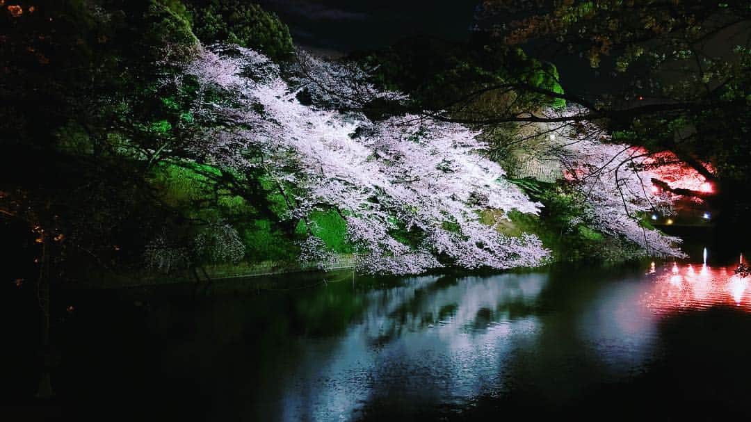 のインスタグラム：「夜櫻🌸」