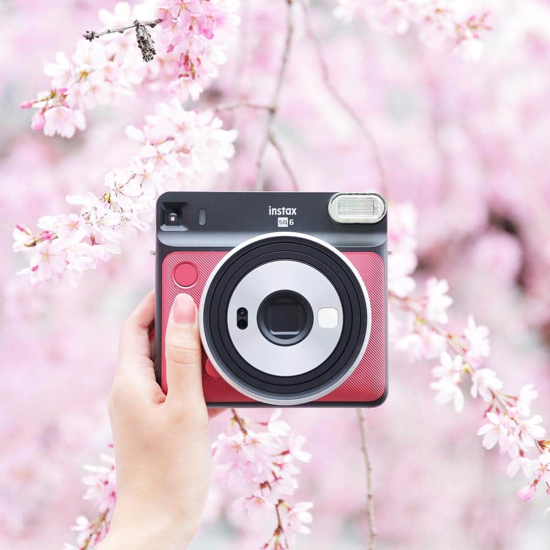 Fujifilm instaxさんのインスタグラム写真 - (Fujifilm instaxInstagram)「.﻿ 満開の桜といっしょに🌸﻿ ﻿ SQ6のルビーレッドは春のお出かけにもぴったりなかわいいカラーです！﻿ ましかくチェキを持って、春をもっと楽しんでくださいね♪﻿ ﻿ みなさんもチェキを持ってお出かけしている様子の写真を #instaxlife でぜひ投稿してください。﻿ 素敵な写真は、本アカウントにてご紹介をさせて頂きます！﻿ ﻿ ～instax Life プロジェクト～﻿ 専用ページから登録後、InstagramやTwitterで「#instaxlife」をつけてご投稿いただくと、1日1ポイントが貯まり、そのポイントに応じて様々な特典が♪﻿ ﻿ さらに今なら指定ハッシュタグ #instaxplace と組み合わせての投稿で、ポイント2倍キャンペーン中です！﻿ 【対象期間】2019/4/1(月)～2019/4/15(月) 23:59まで﻿ ﻿ この機会にぜひ登録して、一緒にチェキを盛り上げてくださいね。﻿ ﻿ 「instaxLifeプロジェクト」の詳細はこちらから☞https://instax.jp/instaxlifeproject/﻿ ﻿ #instax #instaxcamera #instaxsquare #SQ6 #cheki #チェキ #FUJIFILM #富士フイルム #さくら #はる #お出かけ #お出かけ日和 #桜 #チェキのある生活 #マイチェキ #instaxlife」4月1日 18時10分 - cheki_instax