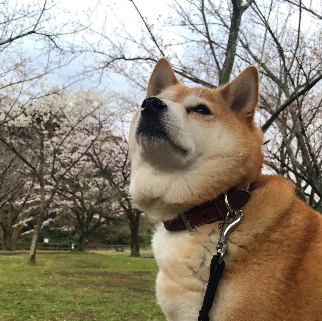 マル子さんのインスタグラム写真 - (マル子Instagram)「突然の雷と雨にブルブル震えていたマル子さま😭 雨が止んでお散歩する時には復活！ 桜🌸はまだ大丈夫🙆‍♀️ #マル子  #柴犬  #shiba  #柴桜」4月1日 18時14分 - tomikago