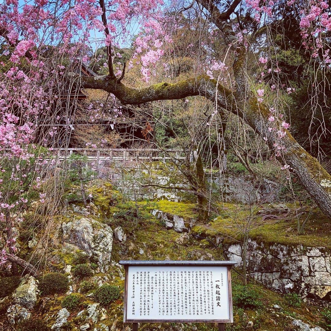 武藤昭平さんのインスタグラム写真 - (武藤昭平Instagram)「京都、浄土宗総本山知恩院に昨日までのライブ成功御礼参り。名古屋得三に京都磔磔は武藤的二日間。計3Daysライブありがとうございました。各会場の皆さんからの声援を肥しにこれからも精進します！#浄土宗 #jodoshu #知恩院 #御朱印 #法然上人 #temple」4月1日 18時19分 - syoheimuto