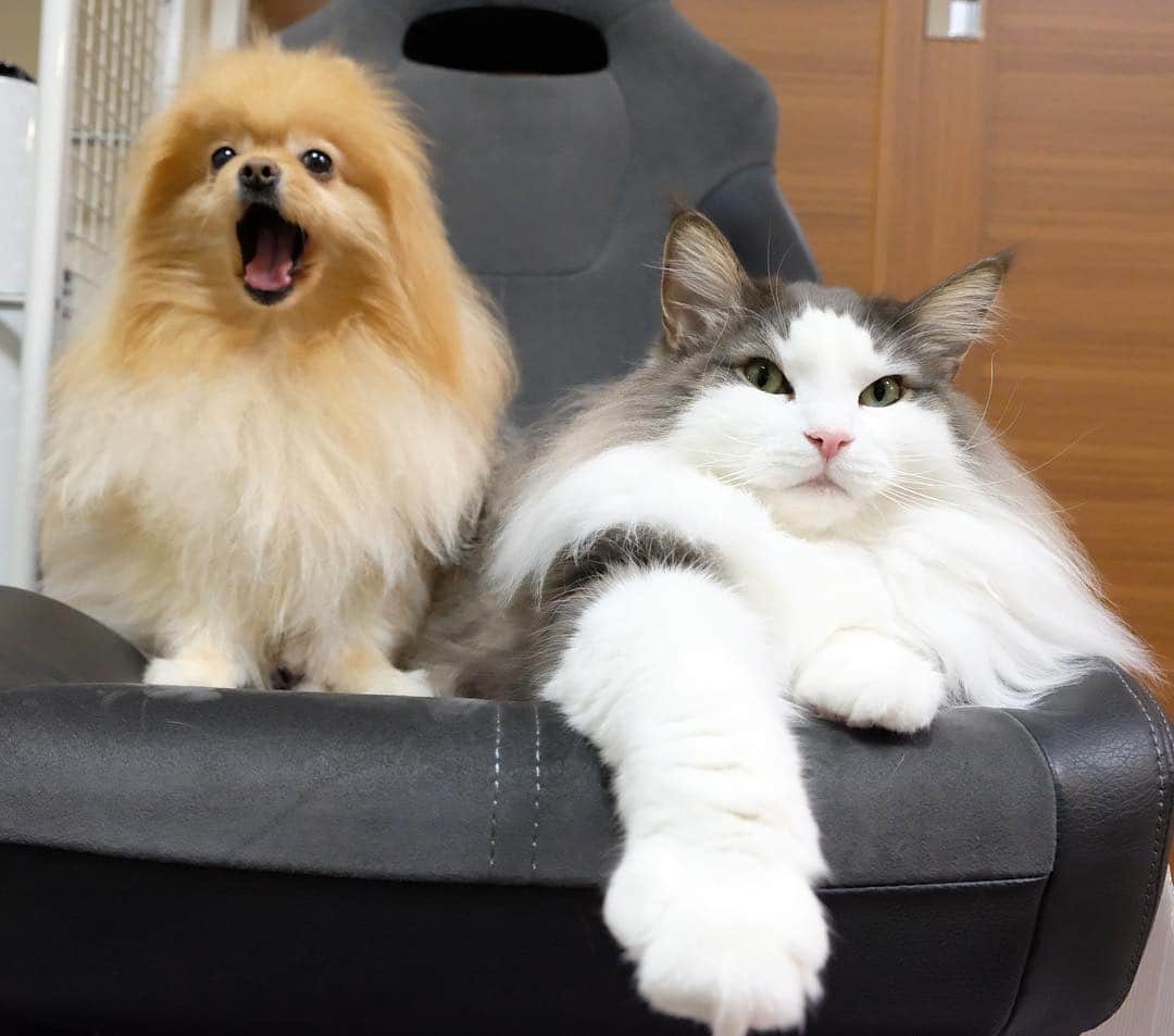 Hanaさんのインスタグラム写真 - (HanaInstagram)「* ブログ更新しました♪ プロフィールから飛べます🚀 http://kedamakyoudai.blog.jp/ * 🐶「発表します！新元号は… 令和ぁ〜令和ぁ〜♪」 * * #新元号#令和#令和元年 #NorwegianForestCat#Pomeranian#japan#catlover#doglover#dogs#cat#Kawaii#fluffy#pom#fluffydog#catsofinstagram#dogsofinstagram#fluffycat#ノルウェージャンフォレストキャット#ポメラニアン#gatto#pecoいぬ部#cane#ペコねこ部#可愛い#かわいい」4月1日 18時21分 - mofu2family
