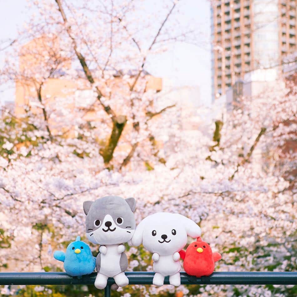 ダスキン ダス犬【公式】さんのインスタグラム写真 - (ダスキン ダス犬【公式】Instagram)「春！さくら！！お花見！！！ #お花見の日にちゃんと桜が咲いてるかどうかドキドキするよね #お花見あるある」4月1日 18時31分 - dusken_official