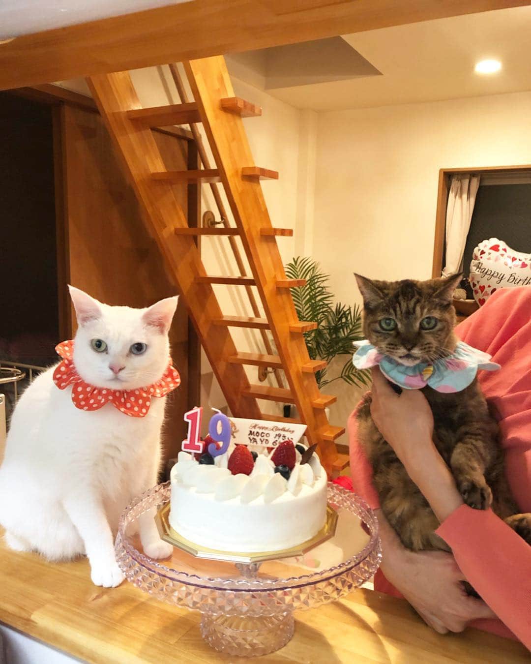 maimocotoさんのインスタグラム写真 - (maimocotoInstagram)「Happy  Birthday Moco&Yayoi🎂🎉 19歳&6歳❤️ ＊ ＊  4月1日は2人の推定お誕生日。 やぴ子は一応やよいちゃんと言う名前です笑 私の41猫目だったので41のよいを取って"やよい"。そして、4/1はやぴ子の大好きなモコの誕生日。なので、41繋がりで同じ誕生日に設定しました♪2人ともおめでとうね❤️ 実はやぴ子は週末、近所に住む優しいご夫婦とお見合いをして、トライアルが決まったのです！ じっくり待った甲斐がありました。 雪の中震えるやぴ子を保護できて本当に良かった😭がんばって生きていてくれてありがとうね。 ＊ ＊ そして、最愛のモコ。 こんなに長く私のそばに居てくれてありがとう😘毎年この日にお祝いが出来て嬉しいよ。 日々かわいさを更新していくけど、どこまでかわいくなるつもりなの？ まぁ、お任せするし、ついていくけどさ✨ 来年は20歳だから、盛大にお祝いしようね🥂愛してる❤️ ＊ ＊ 『まーま、早く冷蔵庫の中の本マグロを食べたいの、あたち🍣』 ＊ ＊ #19歳のモコ #人間で言うと92歳のモコ #むちむちのやよい #コトは令和が始まる日に6歳 #birthdaygirls」4月1日 18時26分 - maihimemoco