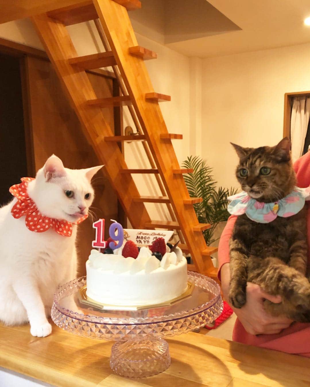 maimocotoさんのインスタグラム写真 - (maimocotoInstagram)「Happy  Birthday Moco&Yayoi🎂🎉 19歳&6歳❤️ ＊ ＊  4月1日は2人の推定お誕生日。 やぴ子は一応やよいちゃんと言う名前です笑 私の41猫目だったので41のよいを取って"やよい"。そして、4/1はやぴ子の大好きなモコの誕生日。なので、41繋がりで同じ誕生日に設定しました♪2人ともおめでとうね❤️ 実はやぴ子は週末、近所に住む優しいご夫婦とお見合いをして、トライアルが決まったのです！ じっくり待った甲斐がありました。 雪の中震えるやぴ子を保護できて本当に良かった😭がんばって生きていてくれてありがとうね。 ＊ ＊ そして、最愛のモコ。 こんなに長く私のそばに居てくれてありがとう😘毎年この日にお祝いが出来て嬉しいよ。 日々かわいさを更新していくけど、どこまでかわいくなるつもりなの？ まぁ、お任せするし、ついていくけどさ✨ 来年は20歳だから、盛大にお祝いしようね🥂愛してる❤️ ＊ ＊ 『まーま、早く冷蔵庫の中の本マグロを食べたいの、あたち🍣』 ＊ ＊ #19歳のモコ #人間で言うと92歳のモコ #むちむちのやよい #コトは令和が始まる日に6歳 #birthdaygirls」4月1日 18時26分 - maihimemoco
