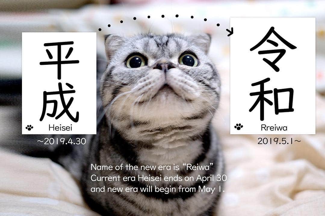 Shishi-maruさんのインスタグラム写真 - (Shishi-maruInstagram)「🐱令和 ーーーーーーーーーーー 📕「ぷっちねこ。」単行本発売中 📗「3匹のちいさな猫を召喚できたなら」 📘「ちいさな猫を召喚できたなら」重版出来 ーーーーーーーーーーー ⭐︎ねこ漫画を描いています→@tacos_cat 🐱公式→@chiisanacat 🌺Twitter →@taco_emonemon ーーーーーーーーーーー」4月1日 18時27分 - emonemon