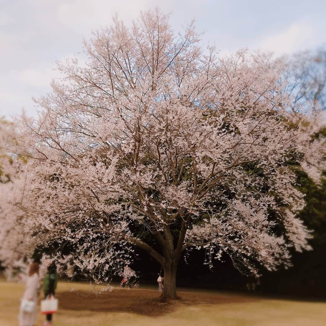 池田夏希さんのインスタグラム写真 - (池田夏希Instagram)「自然の中をお散歩😌✨ . . #お花見 #桜 #cherryblossom #お散歩 #自然が好き #癒し #マイナスイオン #東京にもこんなとこが #新宿 #shinjuku #新宿御苑 #入り口の行列凄かった #並んだかいがありました #今が見頃」4月1日 18時29分 - natsukiikeda624