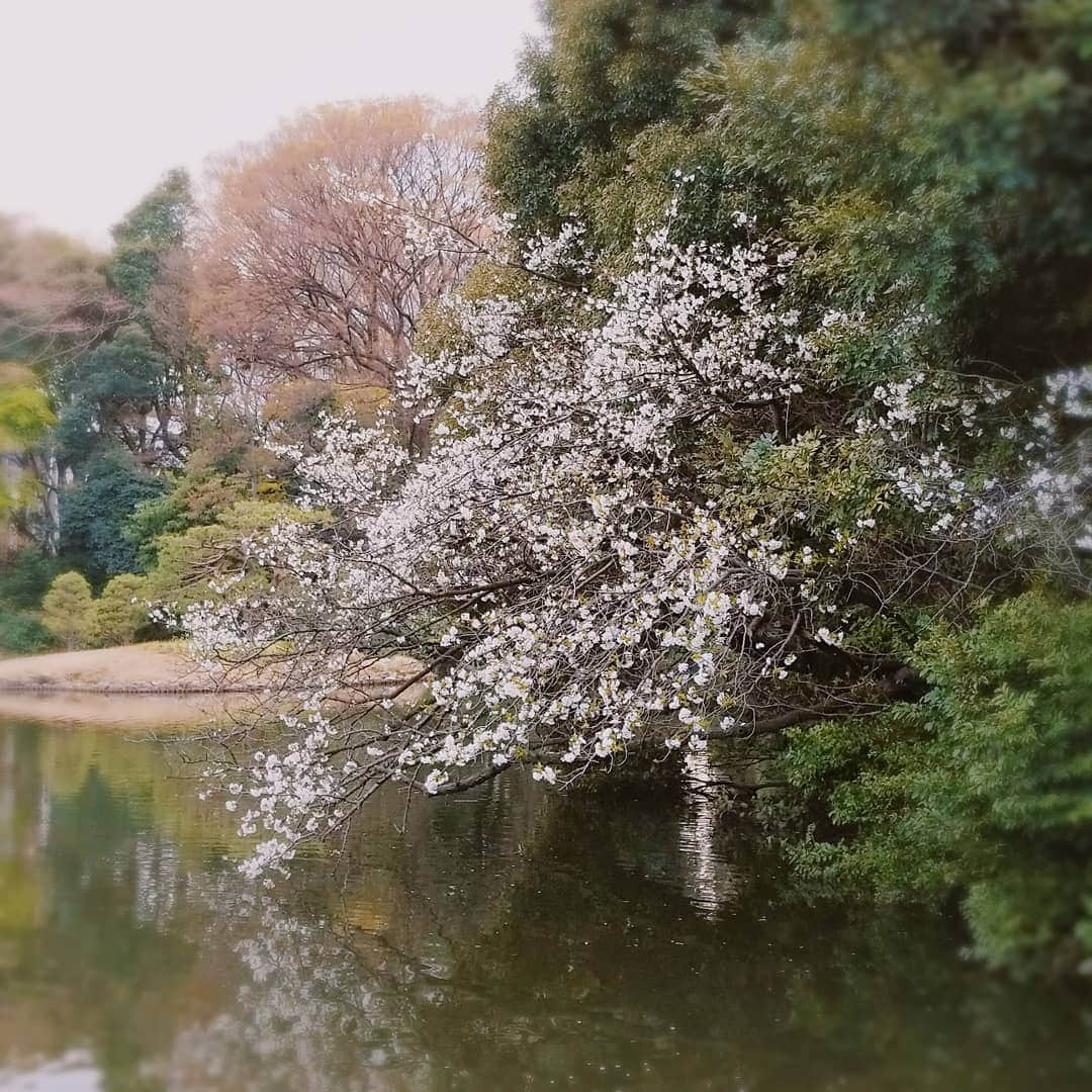 池田夏希さんのインスタグラム写真 - (池田夏希Instagram)「自然の中をお散歩😌✨ . . #お花見 #桜 #cherryblossom #お散歩 #自然が好き #癒し #マイナスイオン #東京にもこんなとこが #新宿 #shinjuku #新宿御苑 #入り口の行列凄かった #並んだかいがありました #今が見頃」4月1日 18時29分 - natsukiikeda624