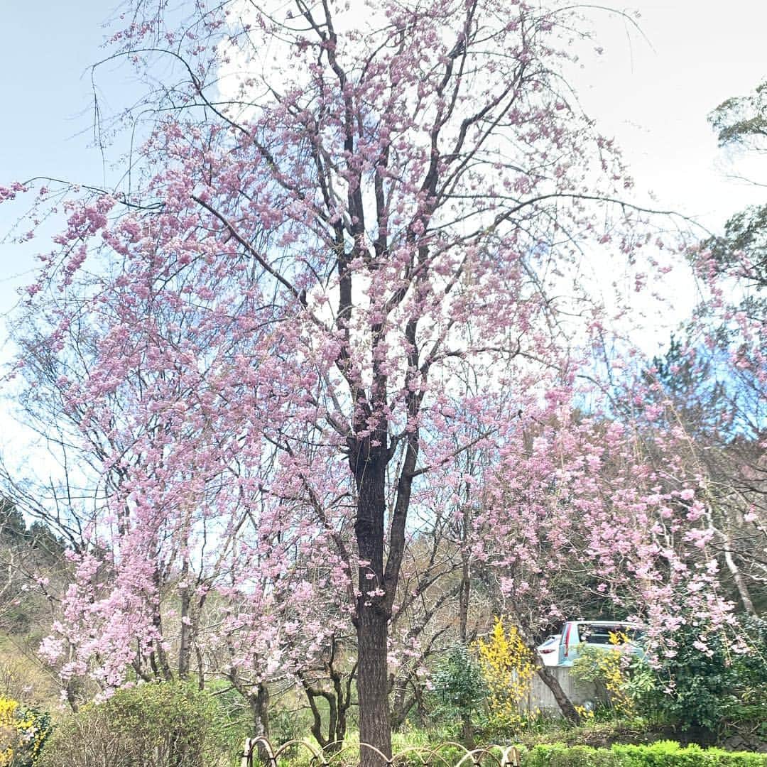SPARAさんのインスタグラム写真 - (SPARAInstagram)「修善寺は風情があって素敵な場所です♡ こちらもかなり久しぶりに来ました！ 少し寒かったけどお天気も良くて桜も満開ではなかったけど風景と桜がとても合っていて素敵でした♡♡♡ #修善寺#伊豆旅行#日帰り#甘味処#練り切り#抹茶#竹林#タピオカ#ほうじ茶タピオカ#むすひ」4月1日 18時33分 - spara_aco