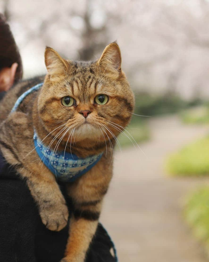 寅次郎（とらちゃん）さんのインスタグラム写真 - (寅次郎（とらちゃん）Instagram)「☆ Hanami walk . 今日はちょっとお散歩したにゃんよ🌸 . #久しぶりのお散歩 #おっかなびっくり #photo by お父ちゃん . #photois  #50000人の写真展  #大切な家族  #東京  @fujifilm_photois .」4月1日 18時37分 - torachanthecat