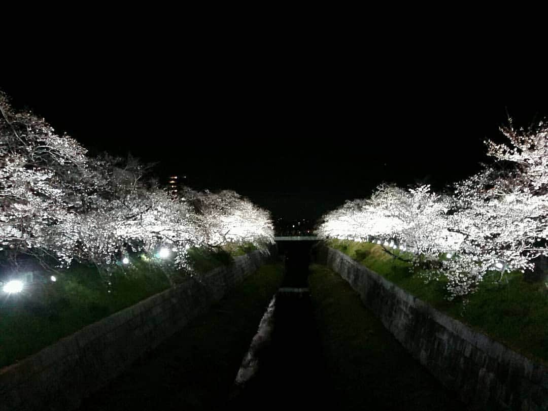 丹野みどりさんのインスタグラム写真 - (丹野みどりInstagram)「#桜#夜桜#山崎川#cherryblossom」4月1日 18時37分 - midorimarron
