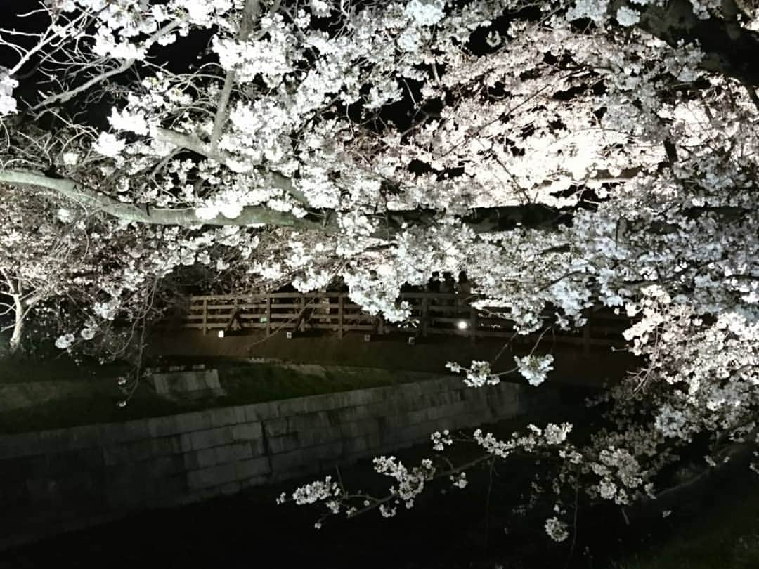 丹野みどりさんのインスタグラム写真 - (丹野みどりInstagram)「#桜#夜桜#山崎川#cherryblossom」4月1日 18時37分 - midorimarron