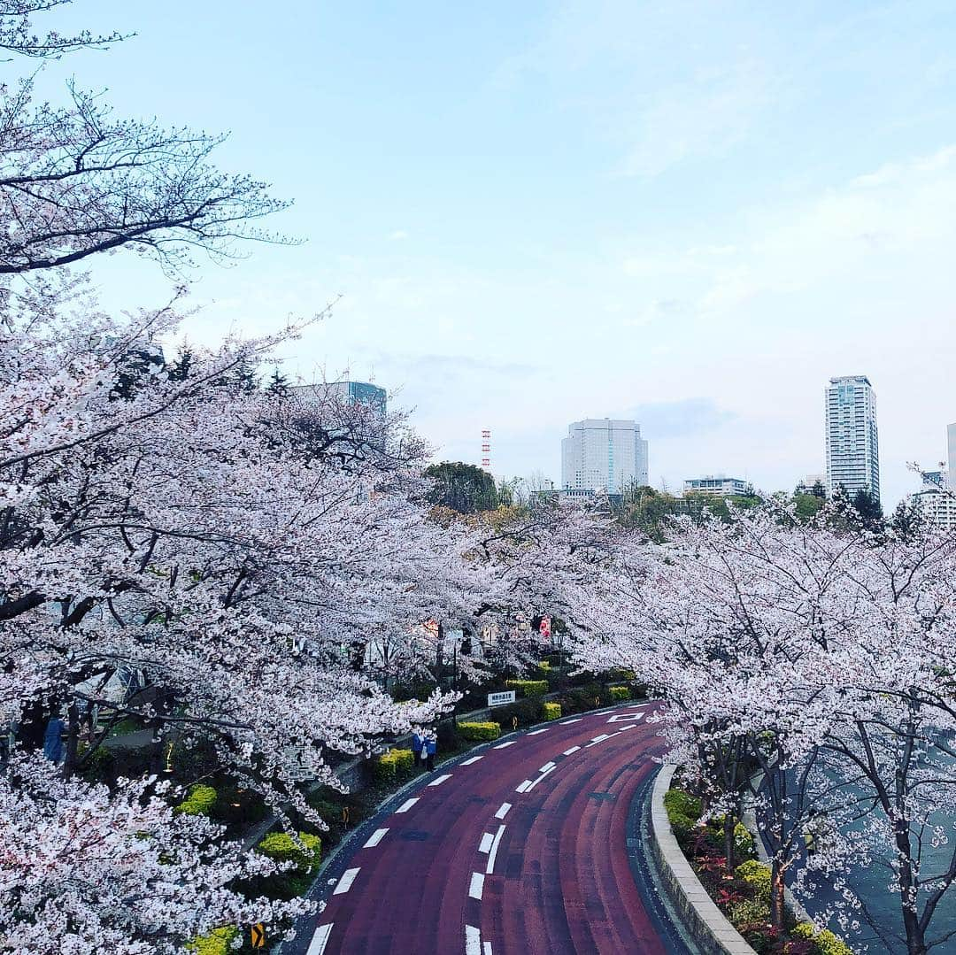 黒田アーサーさんのインスタグラム写真 - (黒田アーサーInstagram)「嫁さんとミッドタウンの桜🌸を見に来ました！綺麗❣️鎧塚さんのお店で美味しいスイーツを食べてます😊👍#桜 #ミッドタウン#鎧塚シェフ #スイーツ#トシヨロイヅカ #黒田アーサー#眼鏡 #アーサーk #ハグオザワ」4月1日 18時37分 - kuroda_arthur