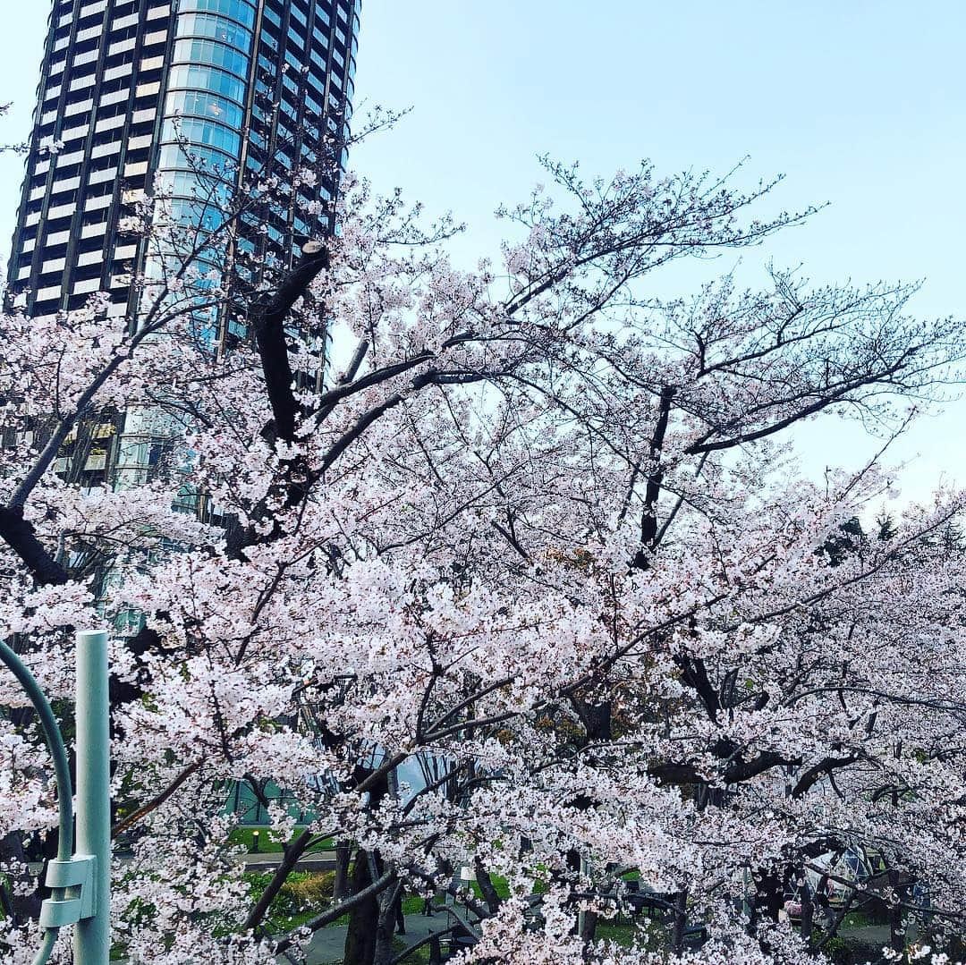 黒田アーサーさんのインスタグラム写真 - (黒田アーサーInstagram)「嫁さんとミッドタウンの桜🌸を見に来ました！綺麗❣️鎧塚さんのお店で美味しいスイーツを食べてます😊👍#桜 #ミッドタウン#鎧塚シェフ #スイーツ#トシヨロイヅカ #黒田アーサー#眼鏡 #アーサーk #ハグオザワ」4月1日 18時37分 - kuroda_arthur