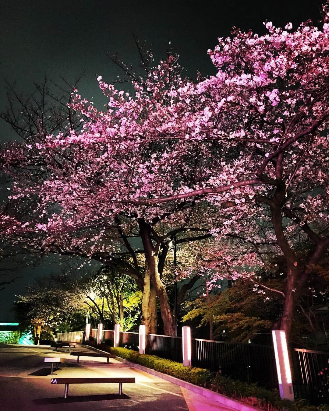 品川プリンスホテルさんのインスタグラム写真 - (品川プリンスホテルInstagram)「水族館前のいちょう坂。賑やかな昼間とはまた違った表情の、お花見スポット🌸 . #sakura  #ohanami  #shinagawa_spring_weekend  #shinagawaprincehotel #princehotel #travellers #trip #instatravel #luxuryhotel #tokyo #japan #beautifulhotels #品川プリンスホテル #品川 #お花見」4月1日 18時39分 - shinagawaprincehotel