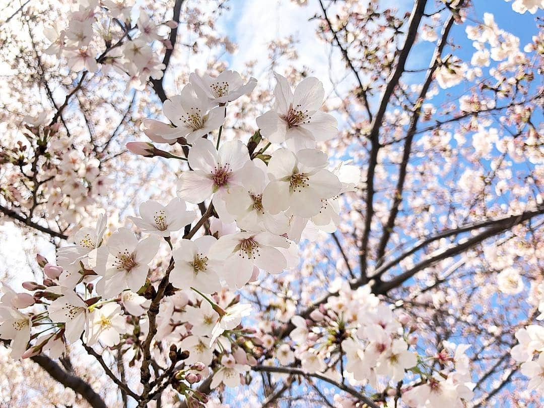 西山真以さんのインスタグラム写真 - (西山真以Instagram)「* 新年号 「令和」  いよいよ今月から新たな生活の始まり。  日本の満開の桜を見ることができてよかった🌸  #april  #令和  #2019 #sakura  #桜」4月1日 18時47分 - mai0830