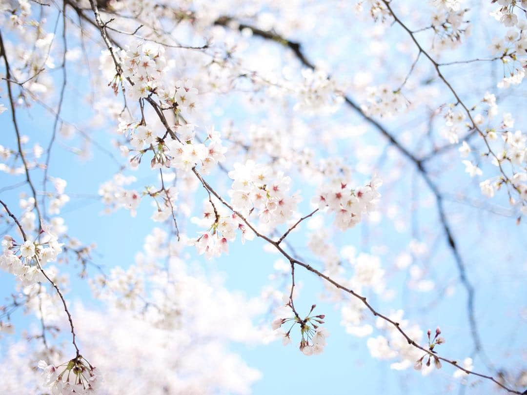 三浦大知さんのインスタグラム写真 - (三浦大知Instagram)「ようやく見に行けました とても綺麗でした ^_^」4月1日 18時50分 - daichimiura824