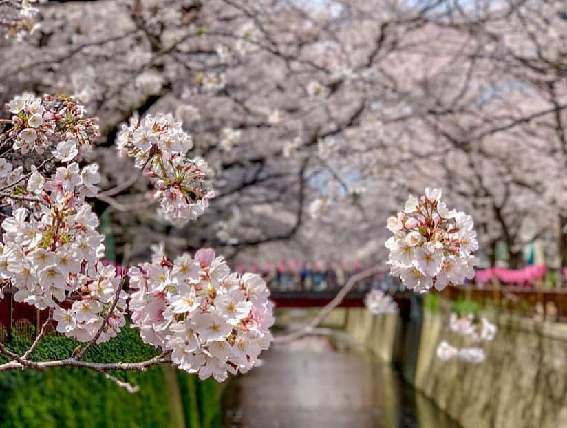 DJ Komoriさんのインスタグラム写真 - (DJ KomoriInstagram)「目黒川がちょうど満開🌸﻿ どんな装飾やイルミネーションよりも綺麗✨ 自然の力はすごいなあ 年々海外からの旅行者が増えて嬉しい気分です😊﻿ ﻿ 住民としてはホントは屋台とか減らして静かにして欲しいけどね…﻿ ﻿ #sakura #iphoneで撮影 #cherryblossom #meguroriver #池尻大橋 #中目黒 #visitjapan #目黒川」4月1日 18時54分 - djkomori