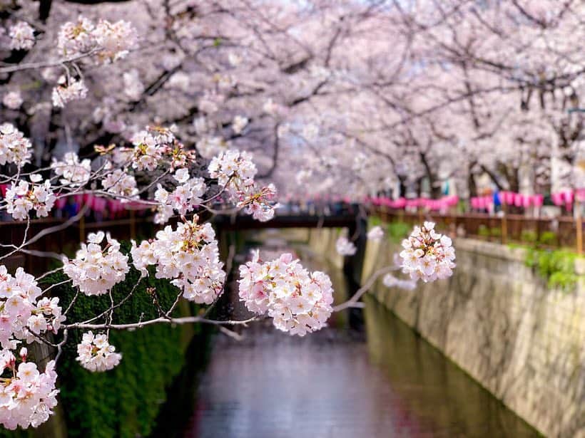 のインスタグラム：「目黒川がちょうど満開🌸﻿ どんな装飾やイルミネーションよりも綺麗✨ 自然の力はすごいなあ 年々海外からの旅行者が増えて嬉しい気分です😊﻿ ﻿ 住民としてはホントは屋台とか減らして静かにして欲しいけどね…﻿ ﻿ #sakura #iphoneで撮影 #cherryblossom #meguroriver #池尻大橋 #中目黒 #visitjapan #目黒川」