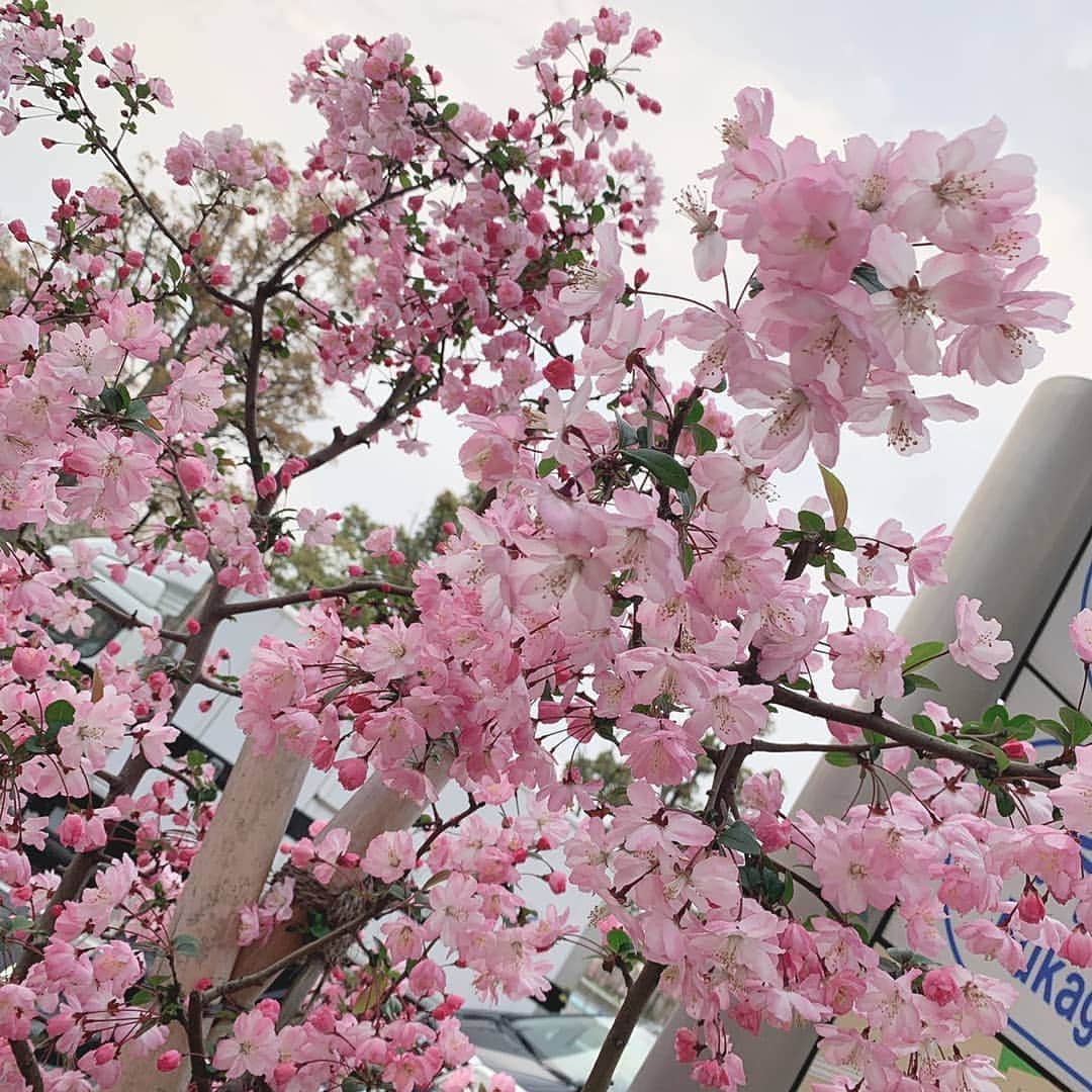松本都さんのインスタグラム写真 - (松本都Instagram)「#桜 #さくら #さくら🌸 #自撮り #selfie #cherryblossom #今日から４月」4月1日 18時55分 - matsumoto_miyako
