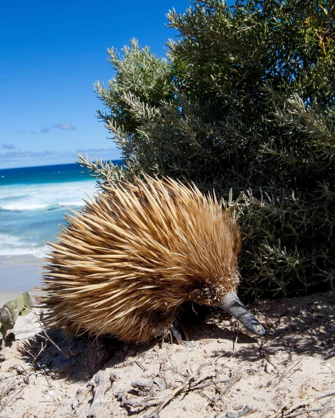 Australiaさんのインスタグラム写真 - (AustraliaInstagram)「@authentickangarooisland really has some amazing beachside dining spots for the locals! 😋 @vandasofiaphotography said she “spent some time with this little baby girl at #PenningtonBay while she was looking for her lunch, and didn't mind in the slightest that I joined her.” This @southaustralia island’s lush conservation areas, pristine beaches and national parks make it an absolute #wildlife haven, so it’s not uncommon to see #echidnas roaming around and digging for food like this one. Join a wildlife tour with @sightseeingtoursaustralia or @exceptionalkangarooisland for your best chance to see one of these fascinating spiky creatures in the wild.  #seeaustralia #seesouthaustralia #kangarooisland #authenticKI #nature」4月1日 19時00分 - australia