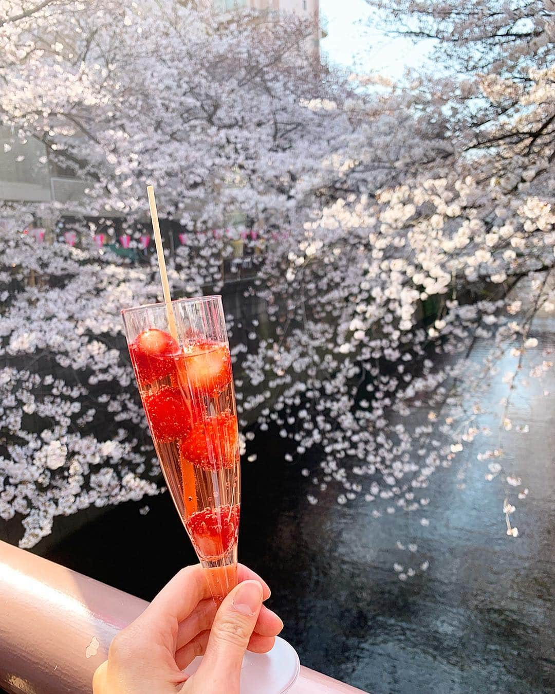 茨木菜緒さんのインスタグラム写真 - (茨木菜緒Instagram)「. お花見の季節🌸🍡🍓 桜が見れるスポットで、1番好きかもしれないぐらい大好きな目黒川❤️ . 普段からよく行ってた目黒川。 たくさんの思いが詰まってる場所。 . 桜がピークに綺麗な時に来れてめっちゃ幸せ🥰 . #お花見 #目黒川 #中目黒 #スパークリングワイン #苺 #桜 #懐かしの場所 #思い出 #東京 #tokyo #最高 #幸せ #毎年行ってたけど、こんなに人が多いの初めてだったかも 😂 #欲を言えば夜桜も見たかった 🥺 #Power貰えた 💪🤩」4月1日 19時00分 - kudonao2218