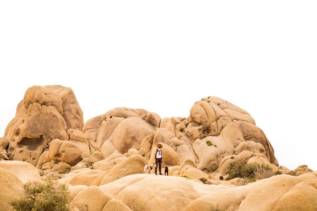 National Geographic Travelさんのインスタグラム写真 - (National Geographic TravelInstagram)「Photo by @sofia_jaramillo5 | A man and his dogs explore Joshua Tree National Park in California. Joshua Tree was declared a national monument in 1936 by President Franklin Roosevelt and made into a national park in 1994. The area combines two distinct desert ecosystems, the Mojave and the Colorado deserts. It is characterized by unique rock formations and abundant Yucca brevifolia, Joshua Trees. #deserts #explore #travelusa」4月1日 19時01分 - natgeotravel
