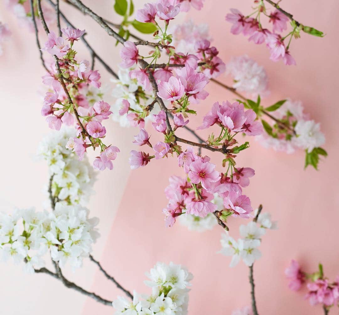 青山フラワーマーケットさんのインスタグラム写真 - (青山フラワーマーケットInstagram)「さて4月🌸新しいスタートを切った皆さま、おめでとうございます🎊桜は春の花であると同時に、大切な節目を彩る花。青山フラワーマーケットのオリジナルカレンダーも4月は桜です。#aoyamaflowermarket #flower#sakura#livingwithflowerseveryday #青山フラワーマーケット#フラワー#桜#花のある暮らし」4月1日 19時14分 - aoyamaflowermarket