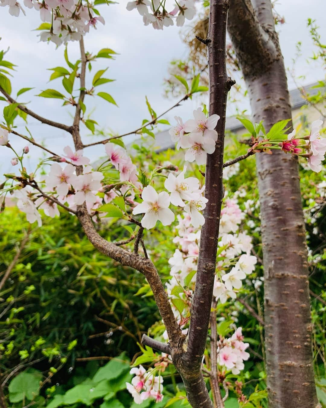 川田御早希さんのインスタグラム写真 - (川田御早希Instagram)「今日から4月ですね！新しいスタート 伯父の家の富士桜が咲いていました！  #富士桜  #桜の花 #桜 #引き寄せ #上機嫌 #いい気分 #今幸せでいよう #新しいスタート」4月1日 19時15分 - misaki_kawada