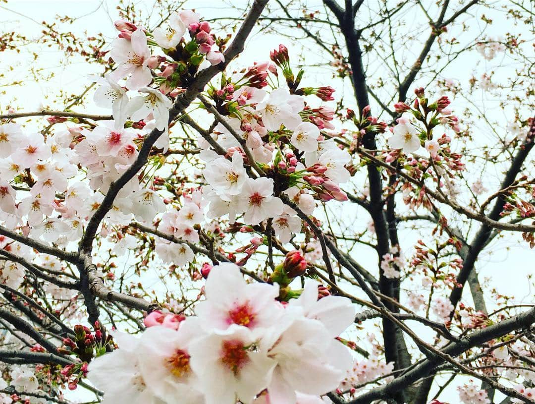 くぼたみかさんのインスタグラム写真 - (くぼたみかInstagram)「Parties under the cherry blossom trees with my favorite people🌸🌸 5/1から令和になるね‼️平成最後のお花見は大好きな人たちと4回もできました🎶🙆‍♀️暖かいだけで機嫌がかなりいいです。☺️ #花見 #平成最後の花見 #まだできるかな #cherryblossom #芝公園穴場 #friends #bffs #dogs」4月1日 19時08分 - mikakubota0923