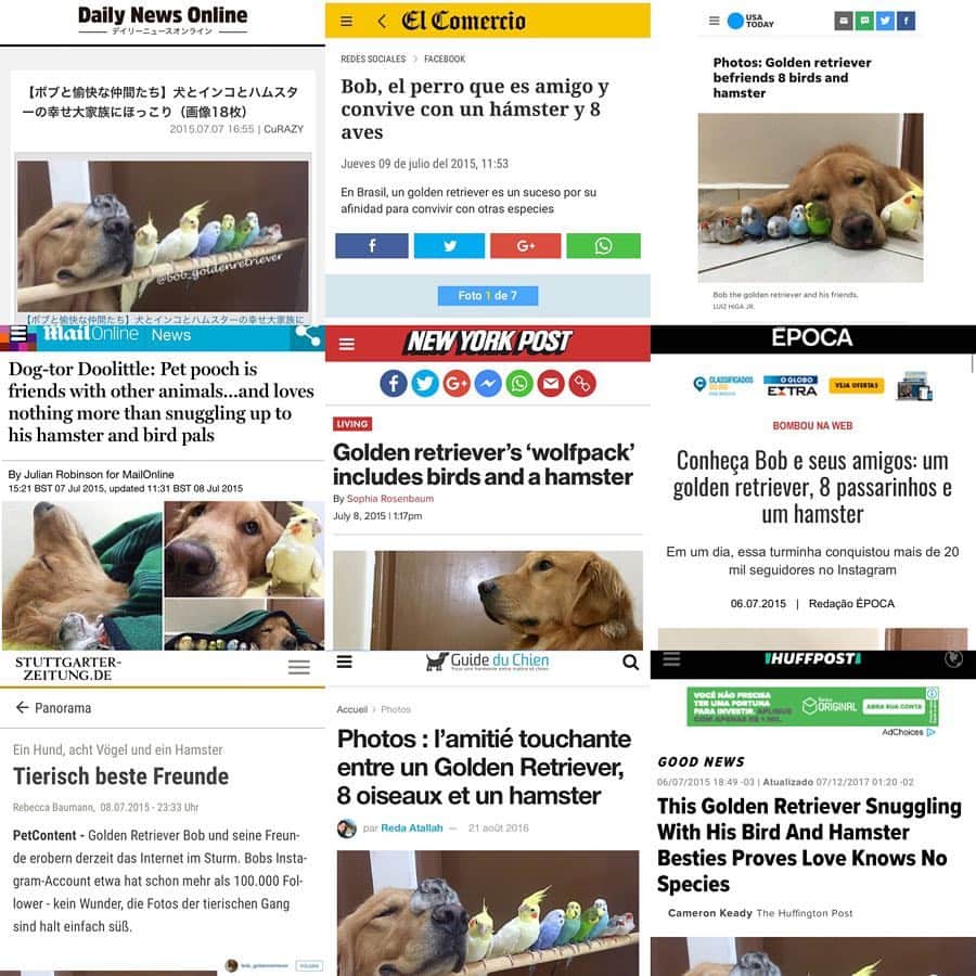 Bobさんのインスタグラム写真 - (BobInstagram)「Vocês sabem como Bob se tornou o Golden mais famoso do Instagram no Brasil? Nos destaques contamos um pouco, e nesse post finalmente vocês poderão ouvir o papito falando para as câmeras, arrasta pro lado e confira 👏👏👏 #petstagram #pets #dogs #dogsofinstagram #instagram #instagrammers」4月1日 19時21分 - bob_marley_goldenretriever