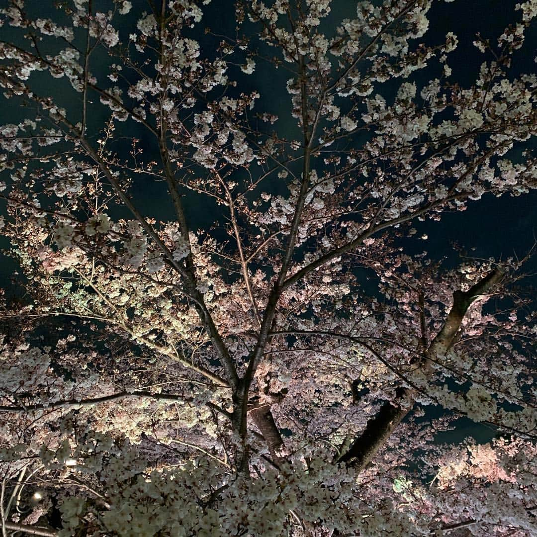 黒田アーサーさんのインスタグラム写真 - (黒田アーサーInstagram)「ミッドタウンの夜桜🌸綺麗でした❤️#夜桜 #ミッドタウン」4月2日 0時49分 - kuroda_arthur