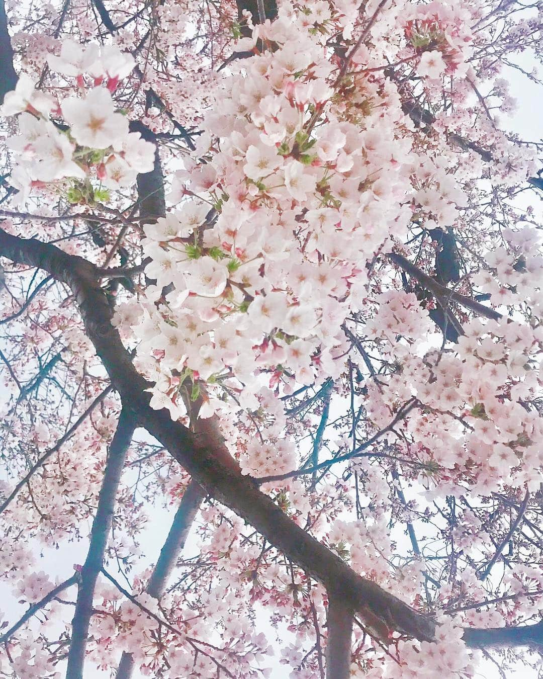 青山智美さんのインスタグラム写真 - (青山智美Instagram)「#🌸 #sakura #さくら #サクラ #桜 #spring #春 #いい季節 です #大好きな季節 🌸🌸🌸🌸🌸 #綺麗 #日本 #japan #時期 #season #今年も #感謝 #ありがとう #新元号発表の日 #令和 #20190401 日またがっちゃったけど！ #新年度 #なにか産み出す」4月2日 0時53分 - tomomibeauty