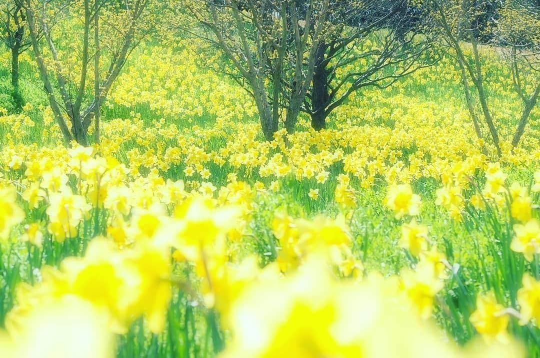 花の写真館のインスタグラム：「Photo by @maigo_koneko_.⠀ https://instagram.com/maigo_koneko_/⠀ .⠀ Original Post[投稿頂いたURL]⠀ https://www.instagram.com/maigo_koneko_/p/Bvcqm5fhFc3/⠀ .⠀ 本アカウントは、 #私の花の写真 をつけてInstagramに投稿された皆さまの花の写真や、「花の写真館」Facebookページで投稿された花の写真を紹介します。⠀ 「花の写真館」Facebookページは、「 @floral.photograph 」のプロフィールにあるURLからご覧ください。⠀ .⠀ #花の写真館 #floralphotograph #floralphoto #flower #flowers #富士フイルム #FUJIFILM⠀ Follow: @floral.photograph」