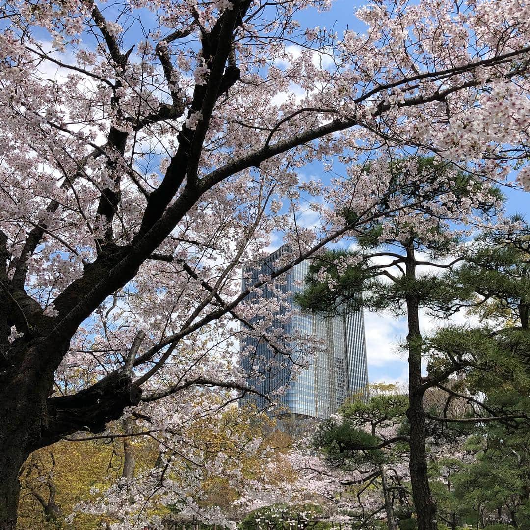亀田誠治のインスタグラム：「🌸新元号が令和に決まった平成最後の4月1日。日比谷公園の桜。満開です。 6月1日、2日にここでたくさんの音の花が咲きますよ。🎶🎶🎶 https://t.co/iTTPH6egr2  #日比谷音楽祭 #hibiyamusicfes #クラウドファンディング はこちら ↓ https://t.co/lYNXstK3Ro」