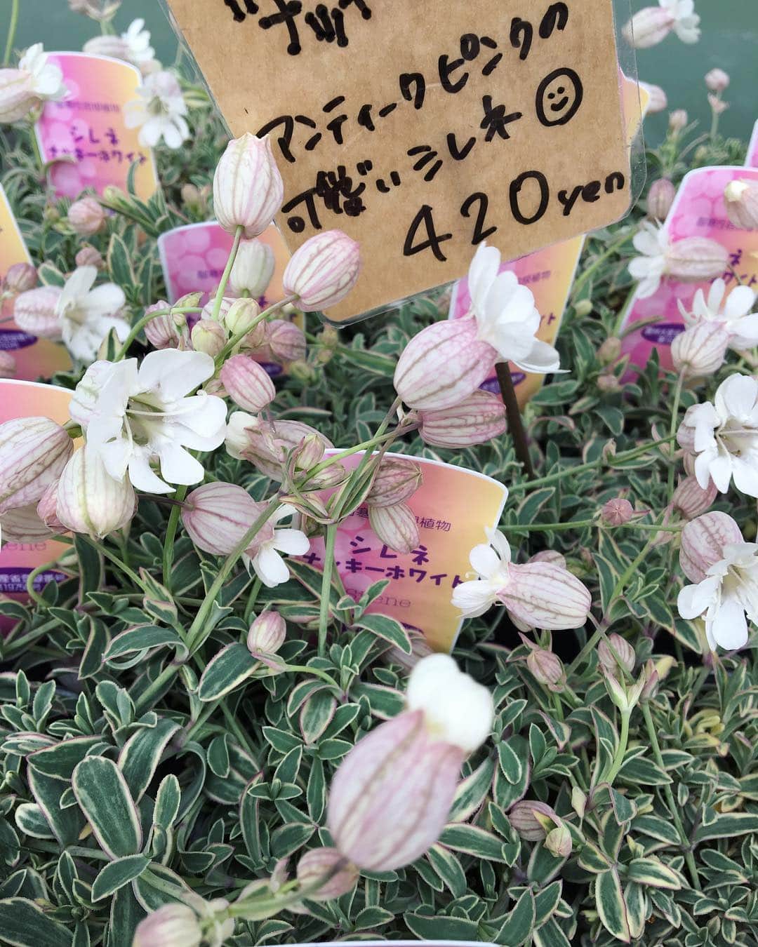 MILLE ECLAT.のグルメインスタ