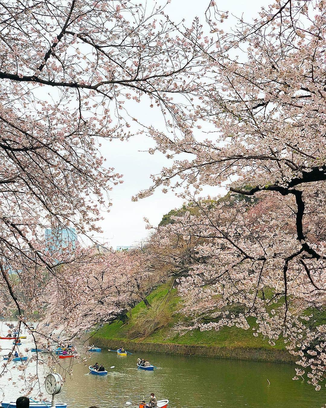 川人未帆さんのインスタグラム写真 - (川人未帆Instagram)「・ 千鳥ヶ淵に桜を観に行った帰りに、 厚切りトーストが食べたくて立ち寄ったカフェ🍞 娘と私のラテアートが嬉しかった😚💕 5分袖ニットの下にヒートテック仕込んだら、見えてた😅🙏 ・」4月1日 19時37分 - miho0319kawahito