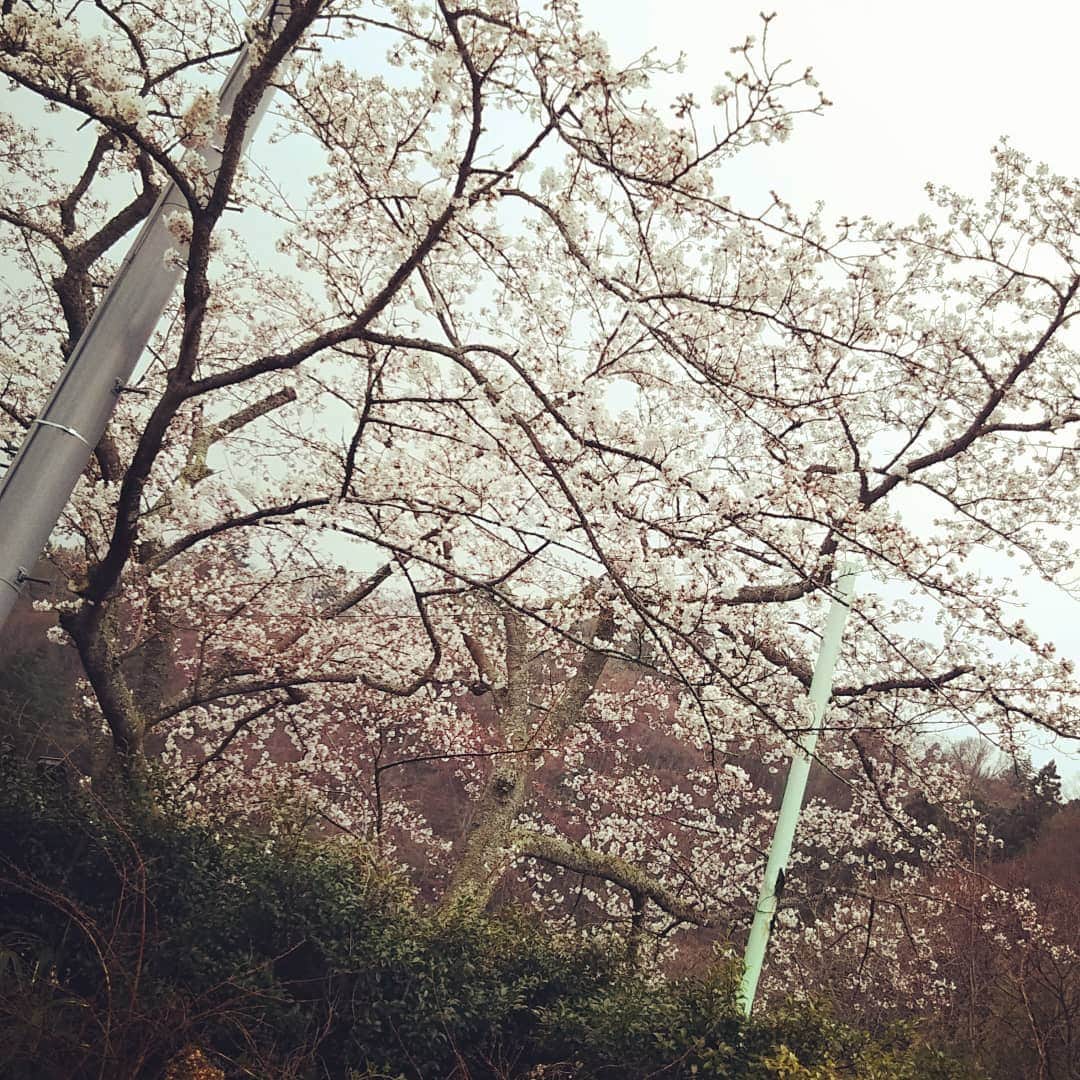 草野歩さんのインスタグラム写真 - (草野歩Instagram)「新年度の始まり。 雨桜もキレイでした🌸 平成が昨日までだったと思ってた、仲間を探してます😂  #新年度#桜#チェリーブロッサム#令和は来月から#今月は平成」4月1日 19時49分 - kusano_ayumi